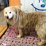 Znaleziono psa, Dąbrówka, 15 czerwca 2024