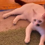 Znaleziono kota, Droszków, 17 czerwca 2024