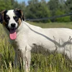 Imię: Blanka Czip: 616093902524193 Płeć: samica Wiek: grudzień 2023 Wielkość: średni Kastracja/sterylizacja: tak Inne Psy: Akceptuje towarzystwo innych zwierząt Dzieci: W wieku szkolnym Charakter: Del