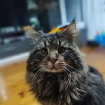 Zaginął kot, Krężnica Okrągła, 17 czerwca 2024