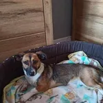 Pies do adopcji, Radom, 2 czerwca 2024