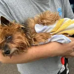 Znaleziono psa, Sosnowiec, 16 czerwca 2024