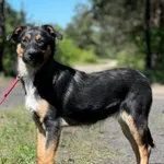 Imię: Negra Czip: 616093902524186 Płeć: samica Wiek: grudzień 2023 Wielkość: średnia Kastracja/sterylizacja: tak Inne Psy: Akceptuje towarzystwo innych zwierząt Dzieci: W wieku szkolnym Charakter: Rad