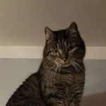 Zaginął kot, Jaworzno, 17 czerwca 2024