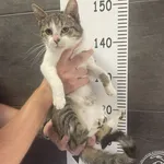 Znaleziono kota, Chełmek, 16 czerwca 2024