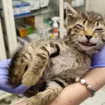 Znaleziono kota, Toruń, 11 maja 2024