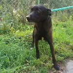 Pies do adopcji, Radom, 8 czerwca 2024