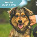 Werka
