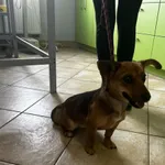 Nr: 234/2024 - Pies z Żarów