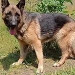 Kiara pilnie szuka domu