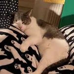 Zaginął kot, Mykanów, 18 czerwca 2024