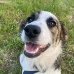 Tymianek Szuka Domu!