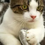 Kot do adopcji, Piła, 22 lipca 2023