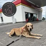 Wektor z Przytuliska w Wolsztynie powoli rozgląda się za nowym domem lub czeka na odbiór przez swojego właściciela 🙂 Psiak został znaleziony 19 maja 2024r. w Przemęcie przy stacji paliw i od razu prz