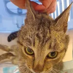 Znaleziono kota, Gdańsk, 11 czerwca 2024