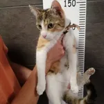 Przyjęty: 2024-06-18 Gmina: Żywiec Płeć: Kotka Opis: europejska, tricolor