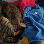 Zaginął kot, Łódź, 19 czerwca 2024