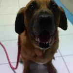 Znaleziono psa, Gdańsk, 19 czerwca 2024