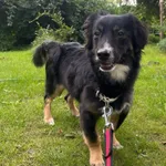 Pies do adopcji, Włocławek, 17 maja 2024