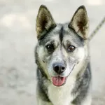 Luna - boska, młoda, energiczna suczka!