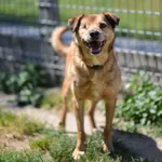 Pies do adopcji, Mielec, 20 czerwca 2024