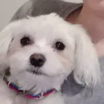 Zaginął pies, Imielin, 21 czerwca 2024