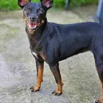 Zaginął pies, Uszyce, 21 czerwca 2024