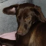 Zaginął pies, Trzyrzeczki, 21 czerwca 2024