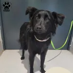 Znaleziono psa, Gdynia, 15 czerwca 2024