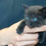 Nr: 243/2024 - Kot z Jaworzyna Śląska