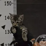 Przyjęty: 2024-06-21 Gmina: Lędziny Płeć: Kotka Opis: europejska, bure