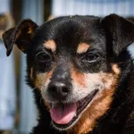 Pies do adopcji, Piła, 7 kwietnia 2024