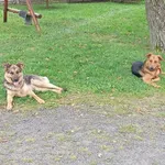 Zaginął pies, Przymiłowice, 21 czerwca 2024