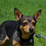 Znaleziono psa, Chełmek, 31 maja 2024