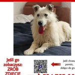 Zaginął pies, Aleksandrów Kujawski, 21 czerwca 2024