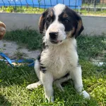 Znaleziono psa, Racławice, 2 lipca 2024