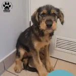 Znaleziono psa, Gdynia, 19 czerwca 2024