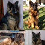 Zaginął pies, Mikułowice, 21 czerwca 2024