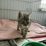 Nr: 247/2024 - Kot z Jordanów Śląski