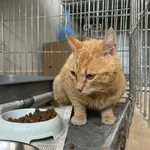 Nr: 239/2024 - Kot z Świerzawa