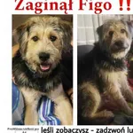 Zaginął pies, Ciechocin, 21 czerwca 2024