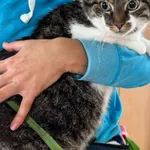 Znaleziono kota, Gdańsk, 22 czerwca 2024