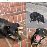 Zaginął pies, Sowliny, 22 czerwca 2024