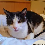 Kot do adopcji, Gdynia, 21 czerwca 2024