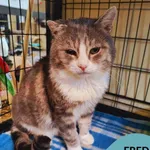 Kot do adopcji, Gdynia, 21 czerwca 2024