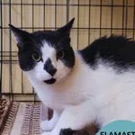 Kot do adopcji, Gdynia, 21 czerwca 2024