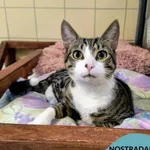 Kot do adopcji, Gdynia, 21 czerwca 2024