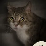 Kot do adopcji, Gdynia, 21 czerwca 2024