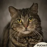 Kot do adopcji, Gdynia, 21 czerwca 2024