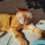 Kot do adopcji, Gdynia, 21 czerwca 2024